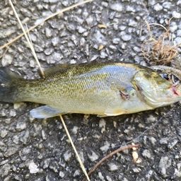 スモールマウスバス