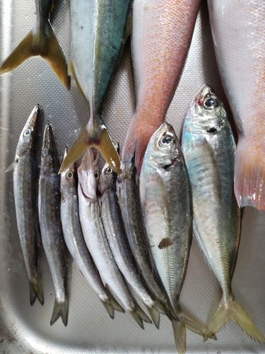 ヤマトカマスの釣果