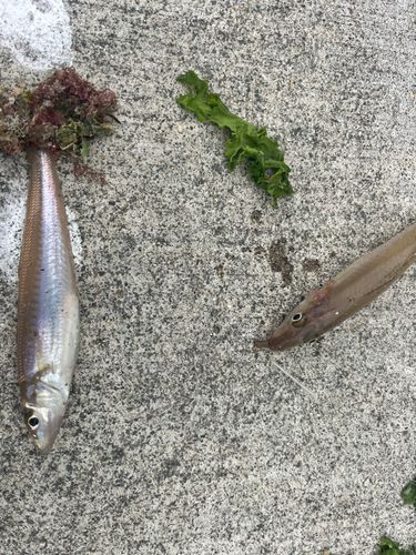 シロギスの釣果