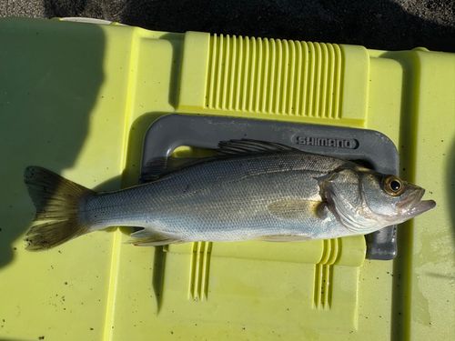 セイゴ（ヒラスズキ）