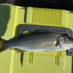 セイゴ（ヒラスズキ）