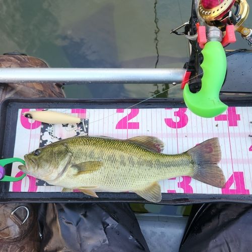 ブラックバスの釣果