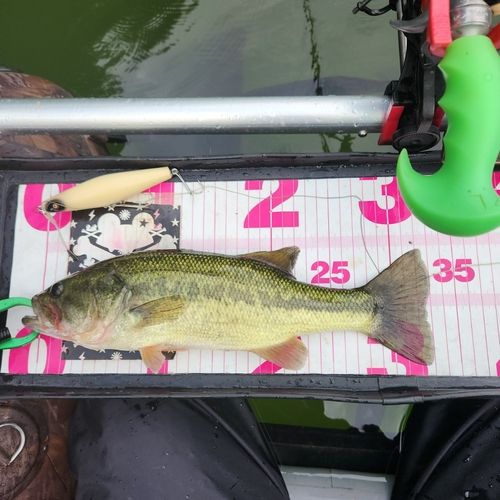 ブラックバスの釣果