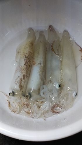 ケンサキイカの釣果