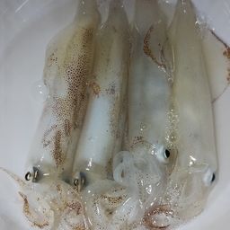 ケンサキイカ