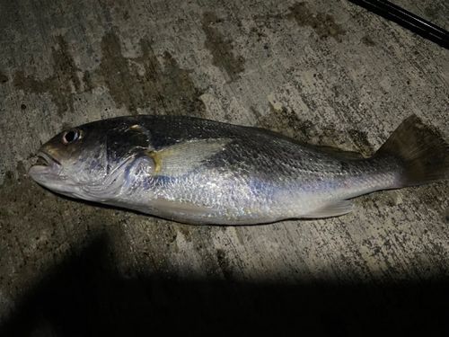 イシモチの釣果