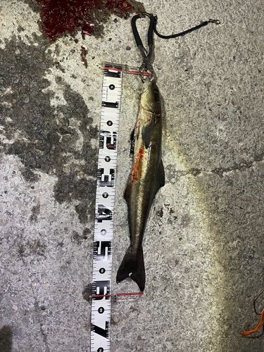 スギの釣果