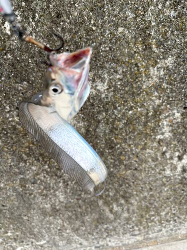 タチウオの釣果