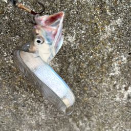 タチウオ