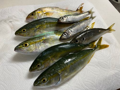 ワカシの釣果
