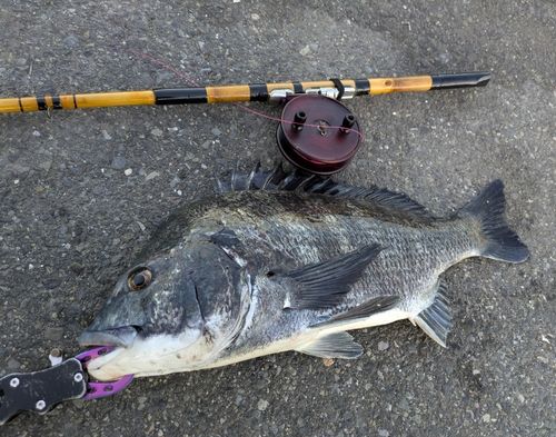 クロダイの釣果