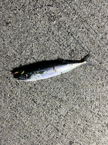 サバの釣果
