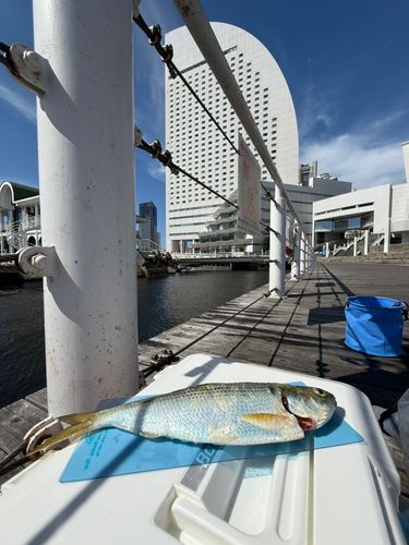 コノシロの釣果