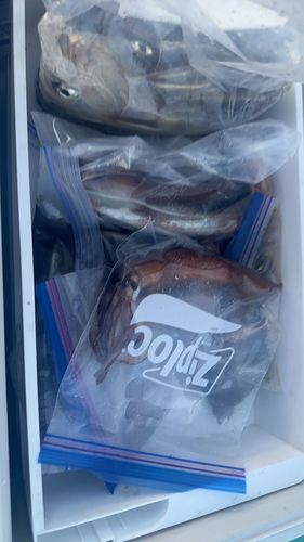 ケンサキイカの釣果