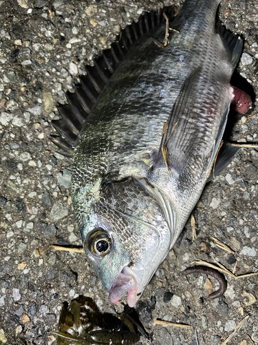 クロダイの釣果