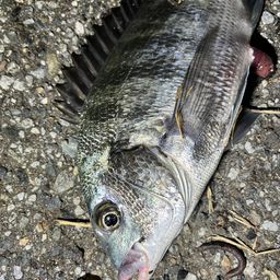 クロダイ