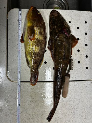 マゴチの釣果