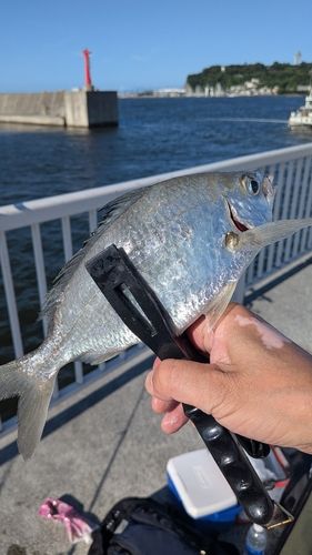クロサギの釣果