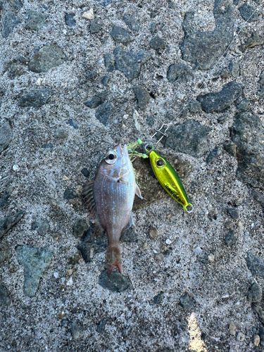 チャリコの釣果