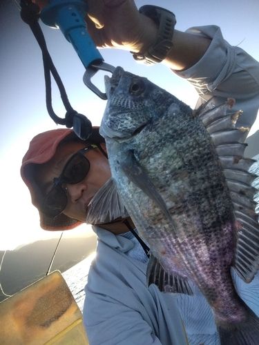 チヌの釣果