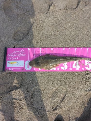 マゴチの釣果