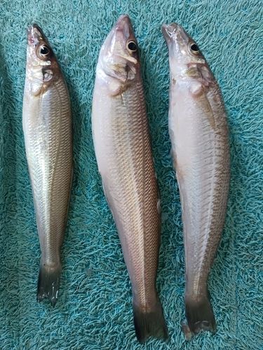 シロギスの釣果