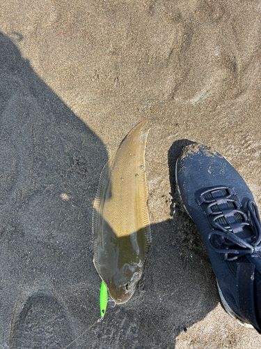 シタビラメの釣果