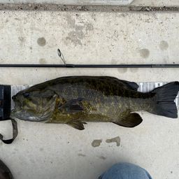 スモールマウスバス