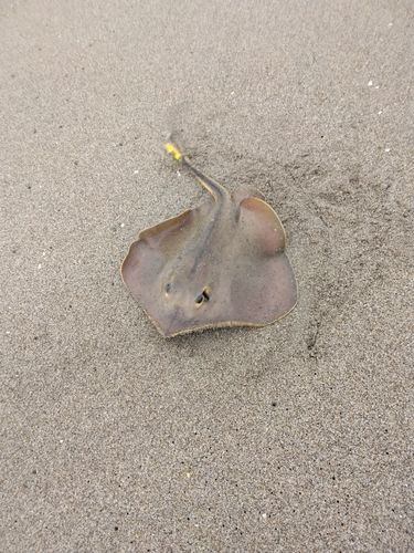 アカエイの釣果