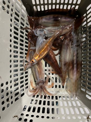 スルメイカの釣果