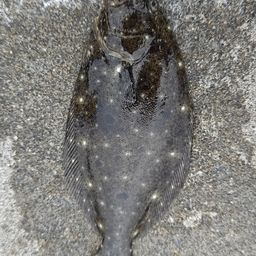 ヒラメ