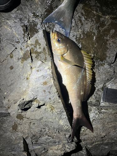 イサキの釣果
