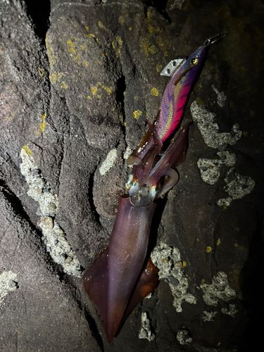 ケンサキイカの釣果