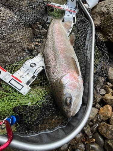 ニジマスの釣果