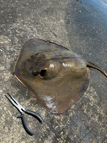 アカエイの釣果