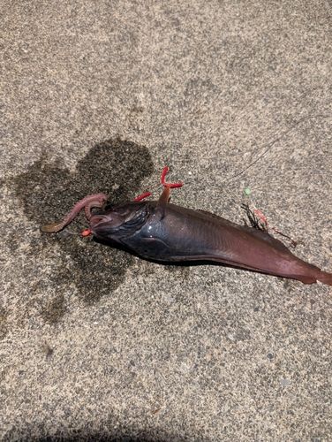 ドンコの釣果