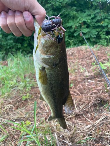 ブラックバスの釣果