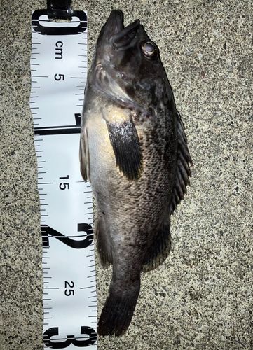 クロソイの釣果