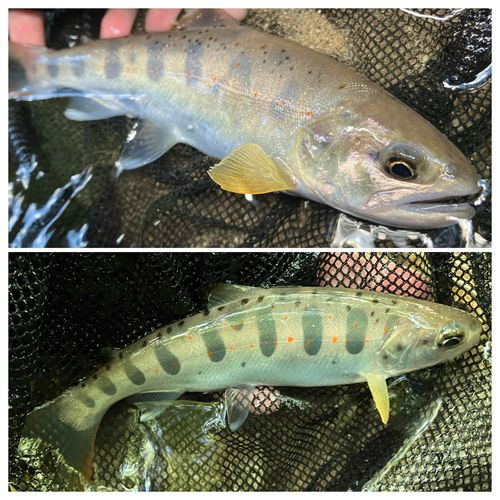 アマゴの釣果
