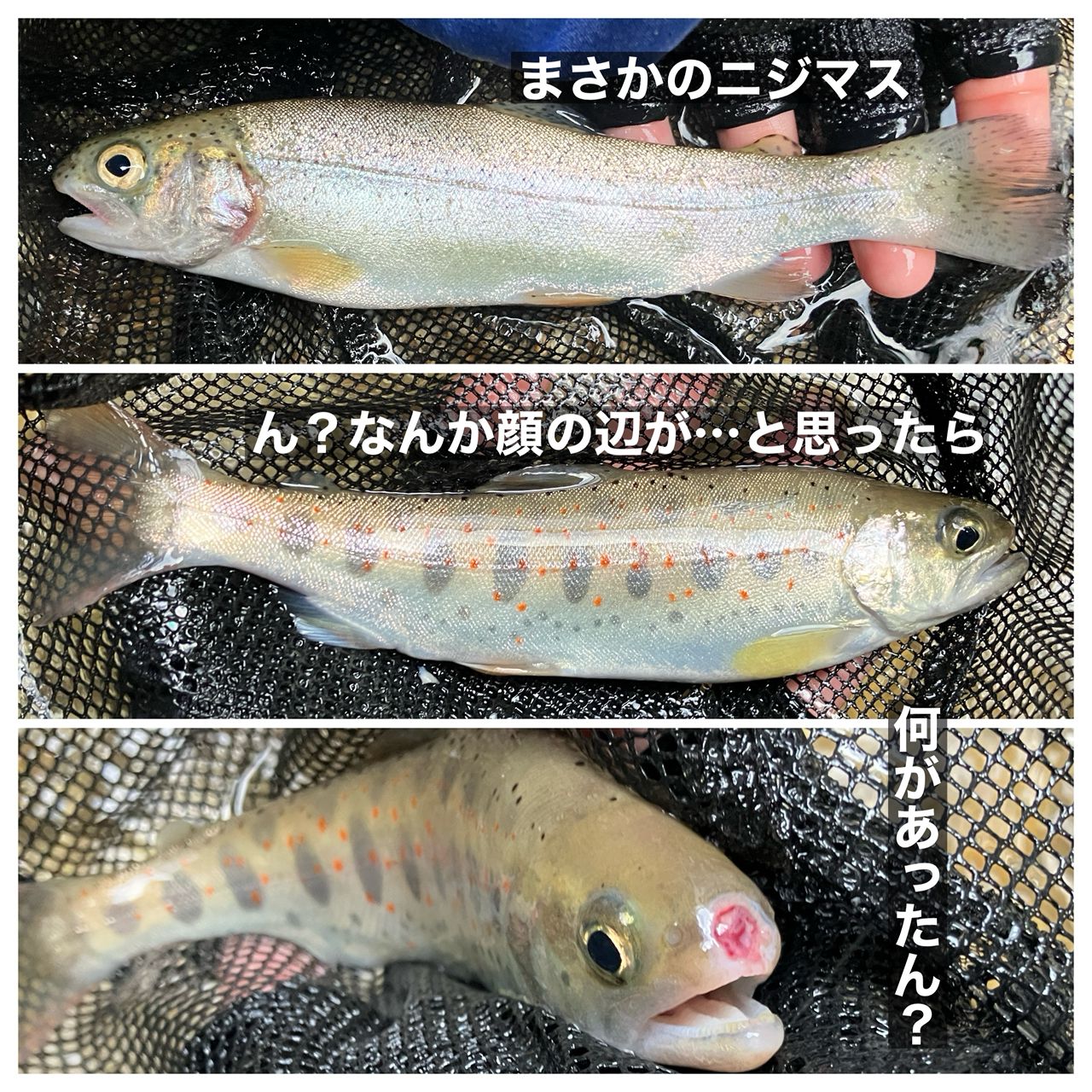 アマゴ