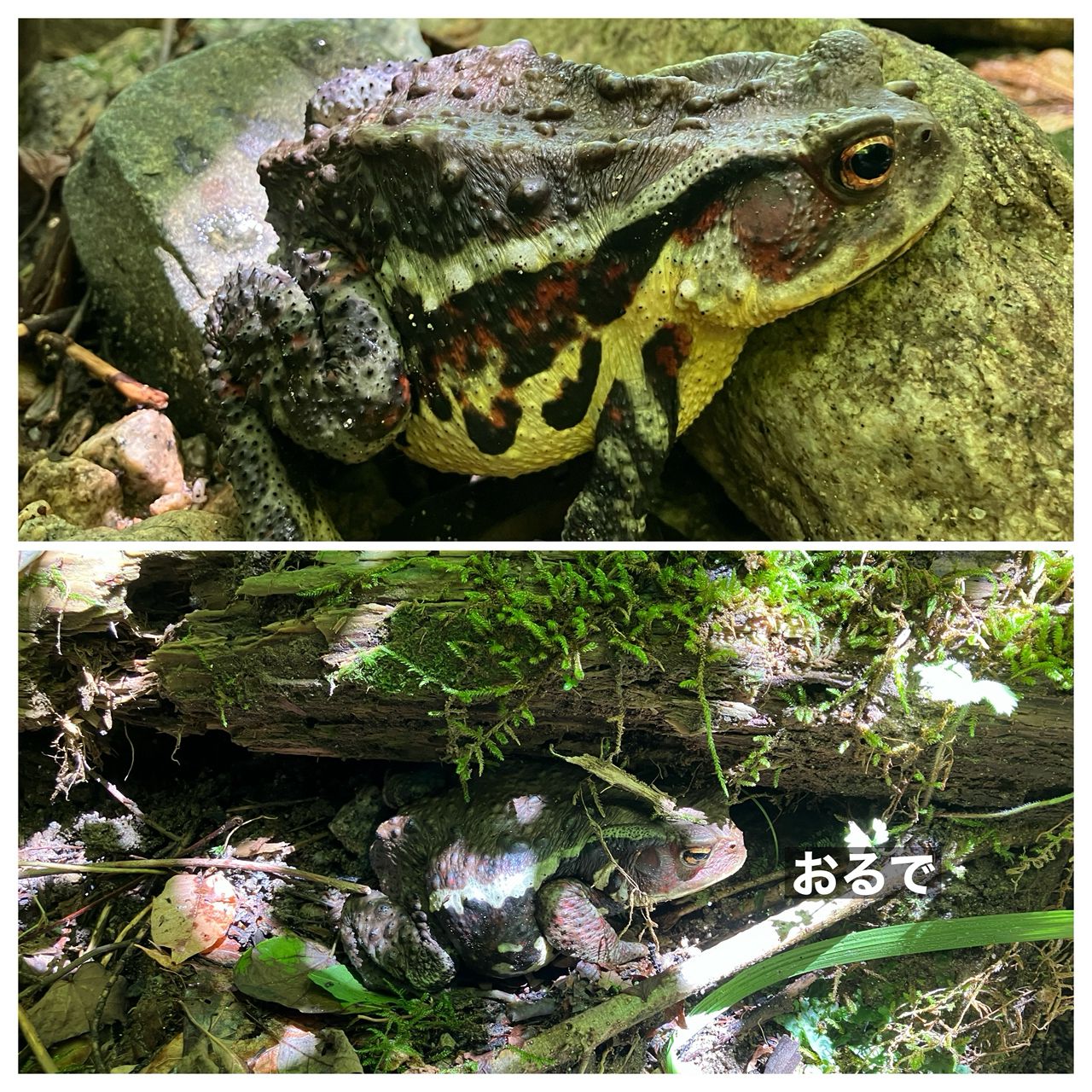 アマゴ