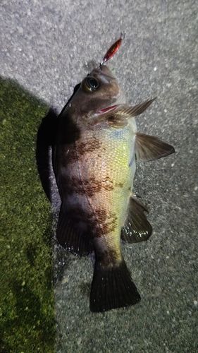 シロメバルの釣果