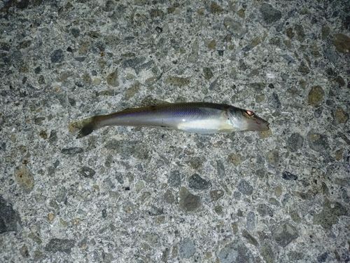 キスの釣果