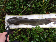 ナマズの釣果