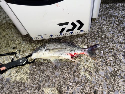 キビレの釣果
