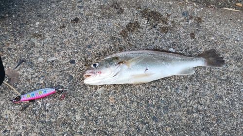 イシモチの釣果