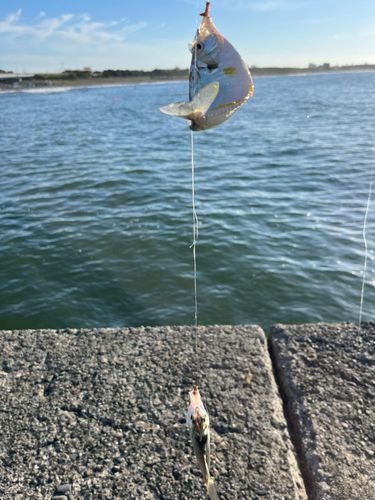 ヒイラギの釣果