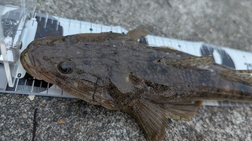 マゴチの釣果
