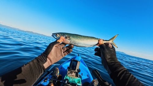 サバの釣果