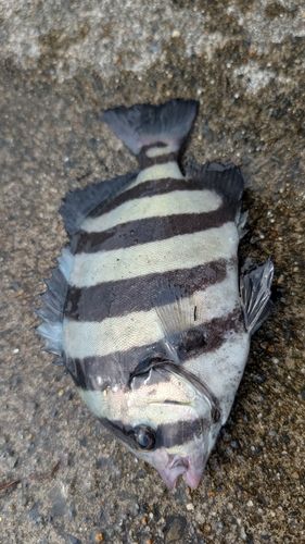 サンバソウの釣果